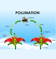 Pollination Vector Images (over 2,000)