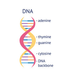 Dna strands Royalty Free Vector Image - VectorStock