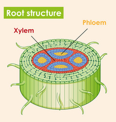 Diagram showing internal root structure Royalty Free Vector