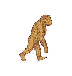 Homo habilis walking side drawing Royalty Free Vector Image