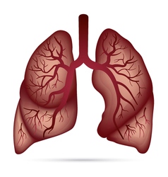 Respiratory system human anatomy airways Vector Image