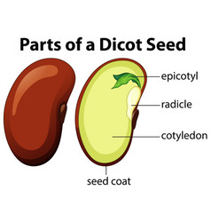 Diagram showing parts dicot seed on white Vector Image