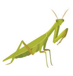 Mantis Vector Images (over 2,000)