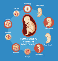 Human embryo and fetal development infographic Vector Image