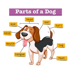 Diagram showing parts of cat Royalty Free Vector Image