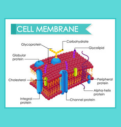 Diagram with plasma membrane Royalty Free Vector Image