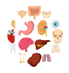 Internal human organs icons set flat style Vector Image