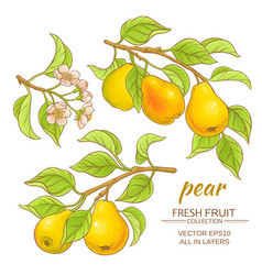 Pear set Royalty Free Vector Image - VectorStock