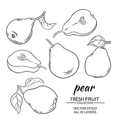 Pear set Royalty Free Vector Image - VectorStock
