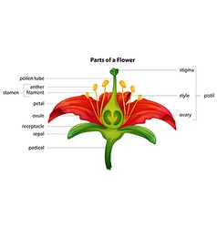 Parts of the flower worksheet in black and white Vector Image