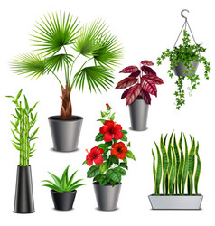 House plants in pot realistic icon set Royalty Free Vector