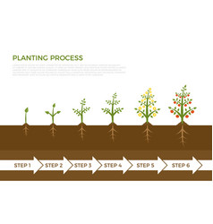 Potatoes plant growing process from seed to ripe Vector Image