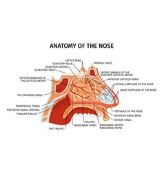 Anatomy Vector Images (over 160,000)