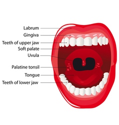 Parts of Human mouth Open mouth Royalty Free Vector Image