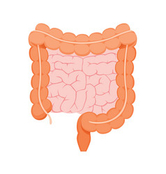 Cartoon of Large and Small Intestine Royalty Free Vector