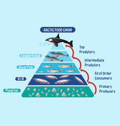 Diagram showing arctic energy pyramid Royalty Free Vector