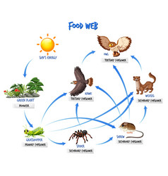 Diagram showing food web in rainforest Royalty Free Vector