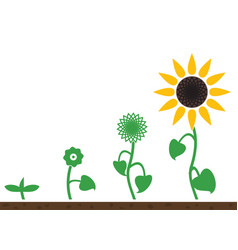 Sunflower Plant Growth Stages Concept Royalty Free Vector