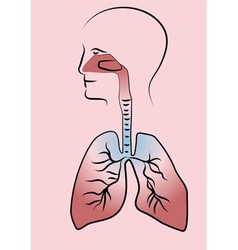 Human respiratory system Royalty Free Vector Image