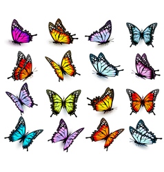 Collection of colorful butterflies flying in Vector Image