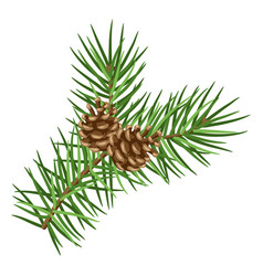 Pinecone Royalty Free Vector Image - VectorStock