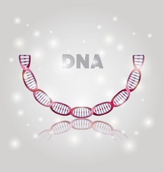 Dna molecule half circle golden structure Vector Image