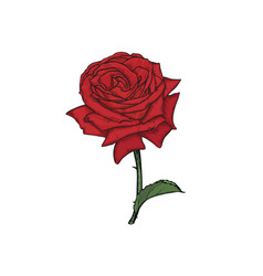 Realistic red rose Royalty Free Vector Image - VectorStock