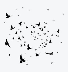 Silhouette of a flock of birds black contours of Vector Image