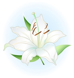 Orange white lilies set Royalty Free Vector Image