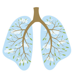 Human lungs respiratory system healthy lungs Vector Image