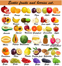 Fruit sketch Royalty Free Vector Image - VectorStock