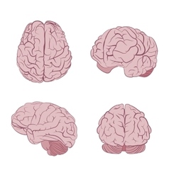 Pink brain side view Royalty Free Vector Image