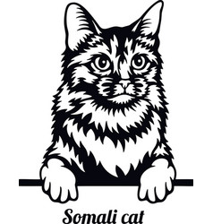 Ragdoll cat - cat breed cat breed head isolated Vector Image