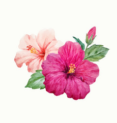 Watercolor tropical hibiscus flower Royalty Free Vector