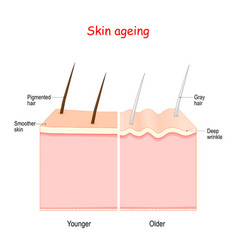 Collagen in human skin Royalty Free Vector Image