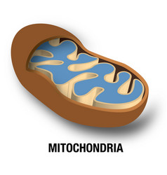 Mitochondria Vector Images (over 290)