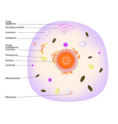 Animal Cell Poster Vector Images (over 210)