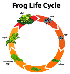 Diagram showing life cycle moth Royalty Free Vector Image