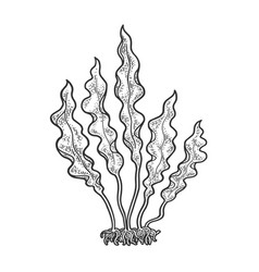 Kelp Vector Images (over 1,200)