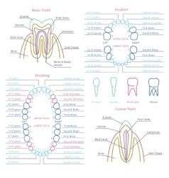 Tooth Infographic Royalty Free Vector Image - VectorStock