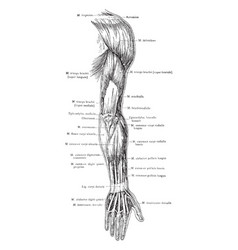 Posterior Vector Images (over 120)