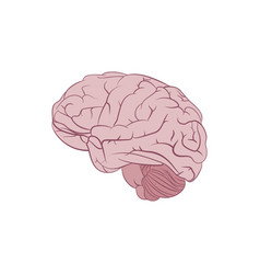 Human brain four views Top frontal side three Vector Image