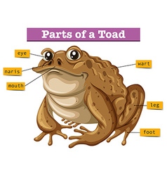 Toad Vector Images (over 4,700)