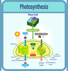 Diagram showing process photosynthesis Royalty Free Vector