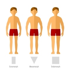 Men body types diagram with three somatotypes Vector Image