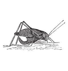 Katydid Vector Images (51)