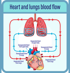 Chart showing blood flow of human heart Royalty Free Vector