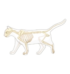 Cat skeleton veterinary Royalty Free Vector Image