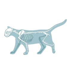 Cat skeleton veterinary Royalty Free Vector Image