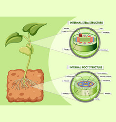 Diagram showing stem and root structure Royalty Free Vector